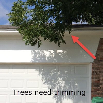 trees need trimming
